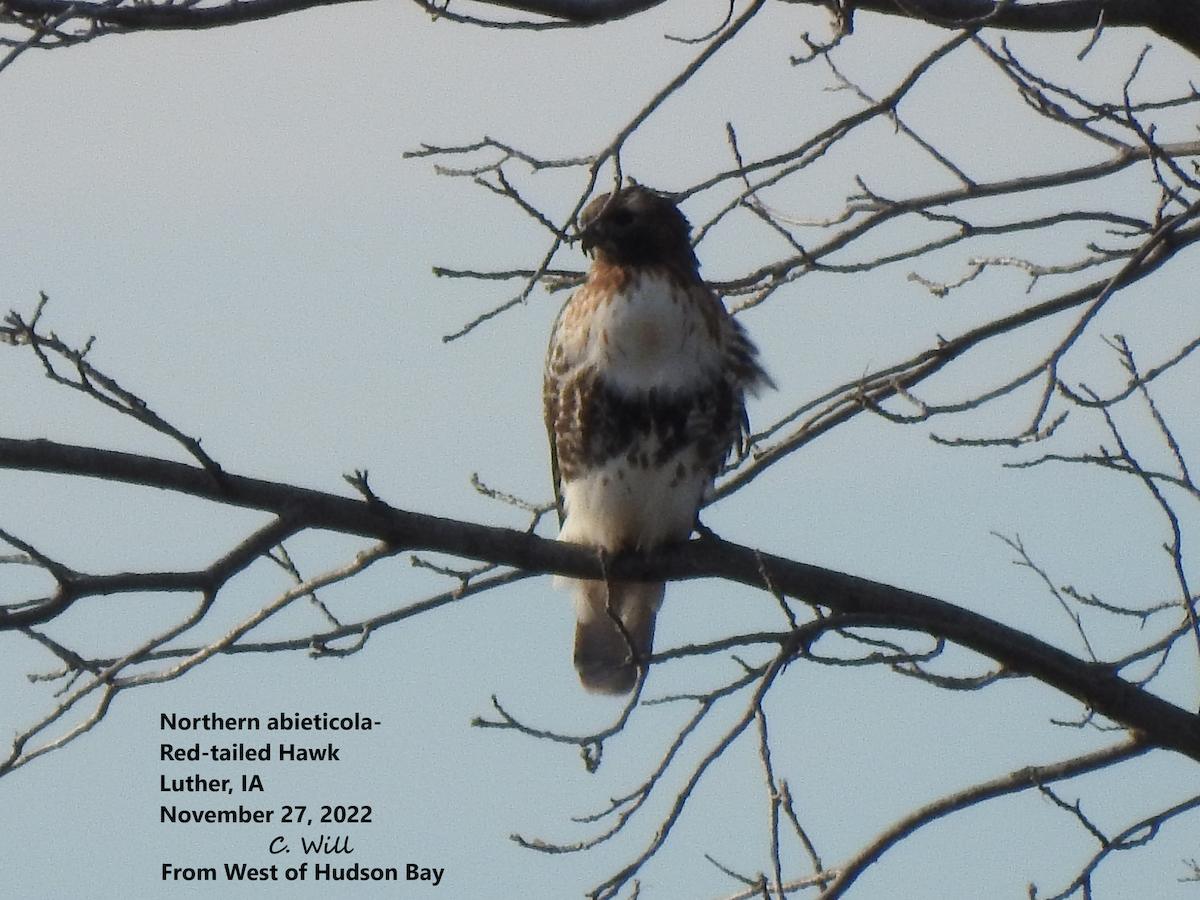 Red-tailed Hawk (abieticola) - ML507995141