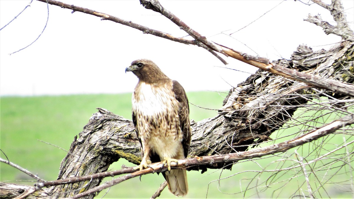 Red-tailed Hawk - ML50799531
