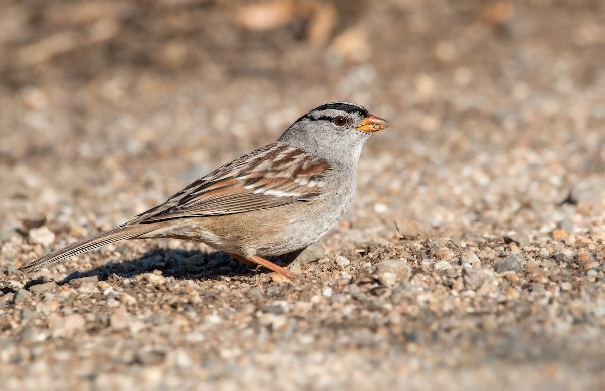 White-crowned Sparrow - ML508001871