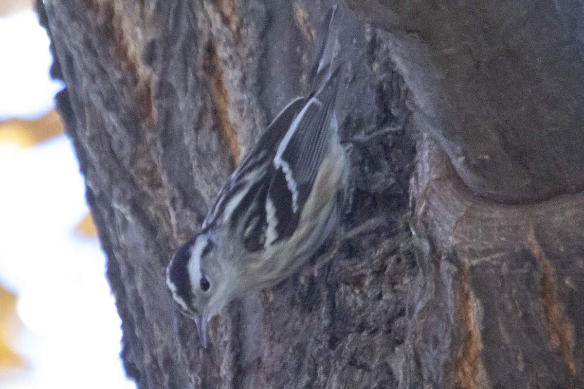 Ebird checklist 27 nov 2022 39 52030 119 82514 1 species