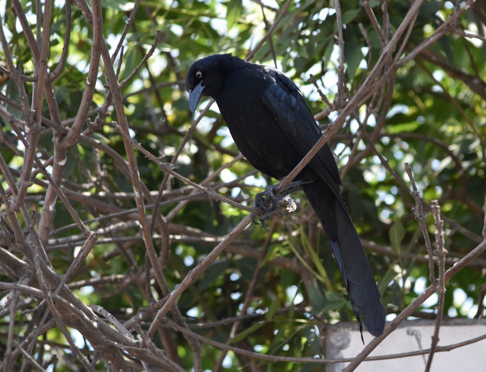Great-tailed Grackle - ML508006321