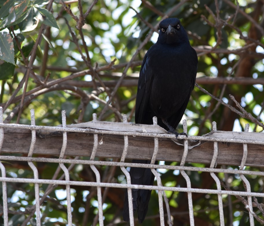 Great-tailed Grackle - ML508006331