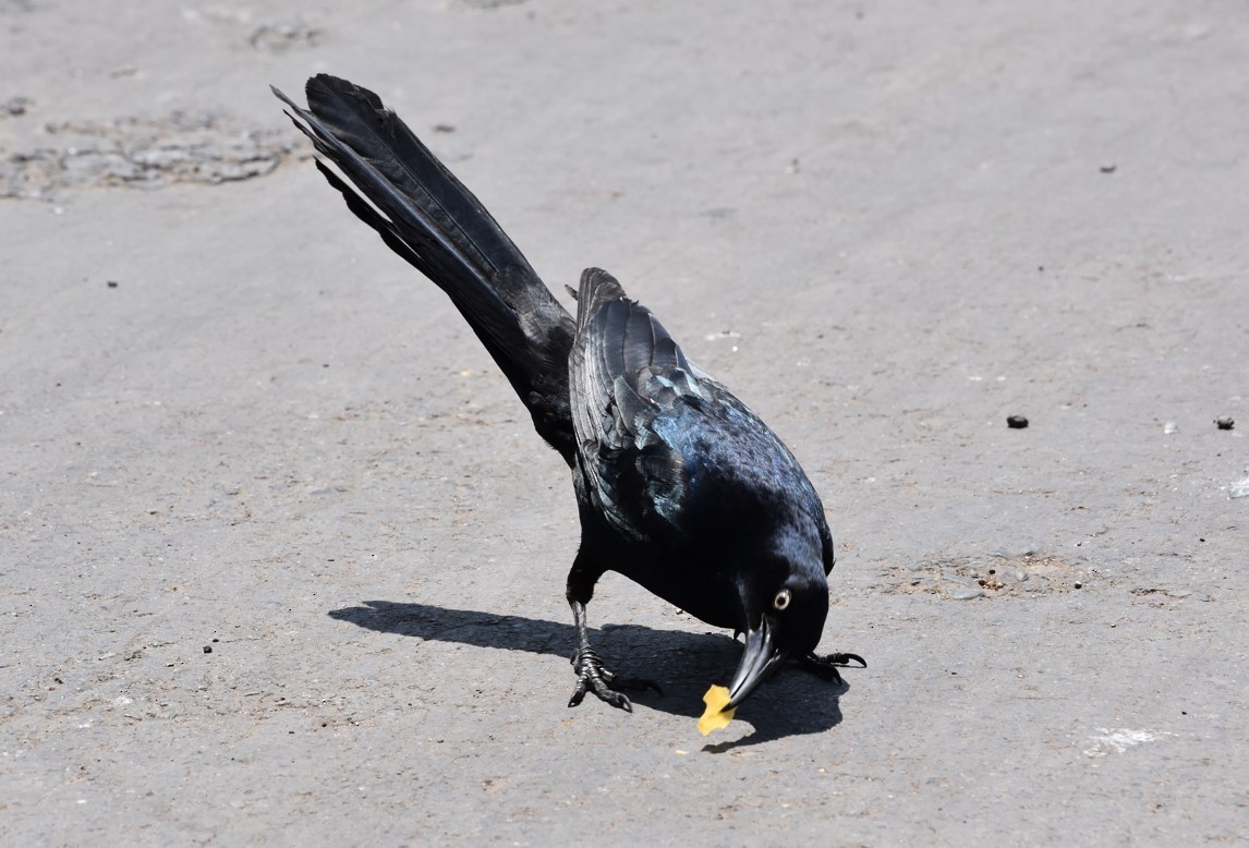 Great-tailed Grackle - ML508006341
