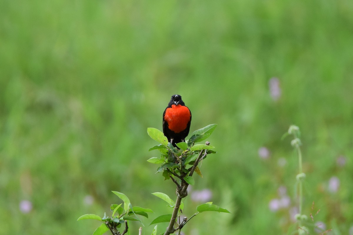 Red-breasted Meadowlark - ML508011261
