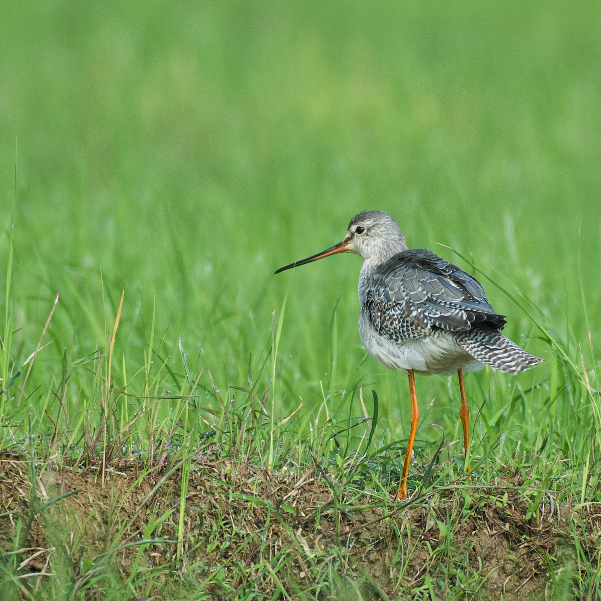 Spotted Redshank - ML508011641