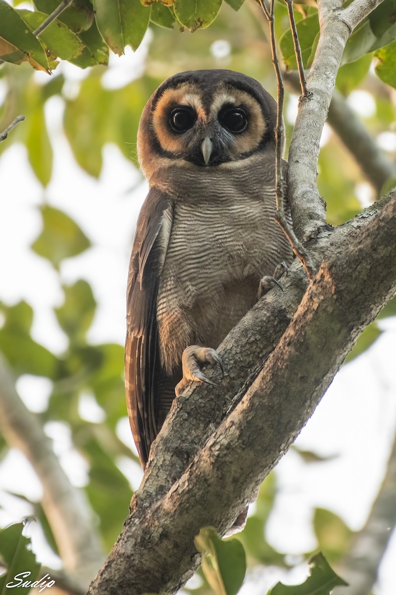 Brown Wood-Owl - Sudip Ghosh