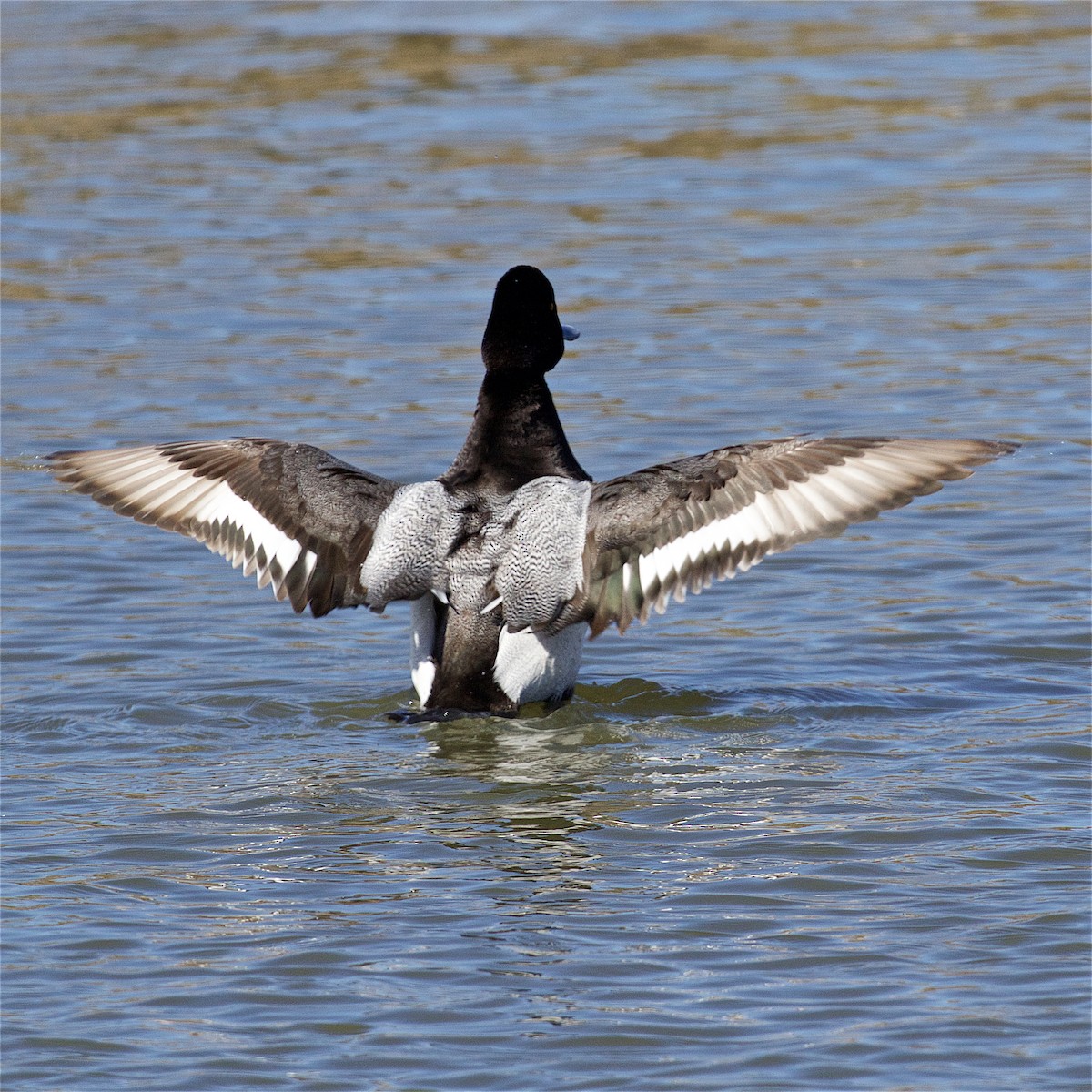 Greater Scaup - ML50801381