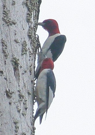 Red-headed Woodpecker - Mike Weber