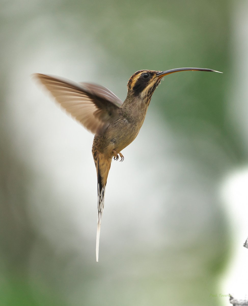Scale-throated Hermit - ML508015481