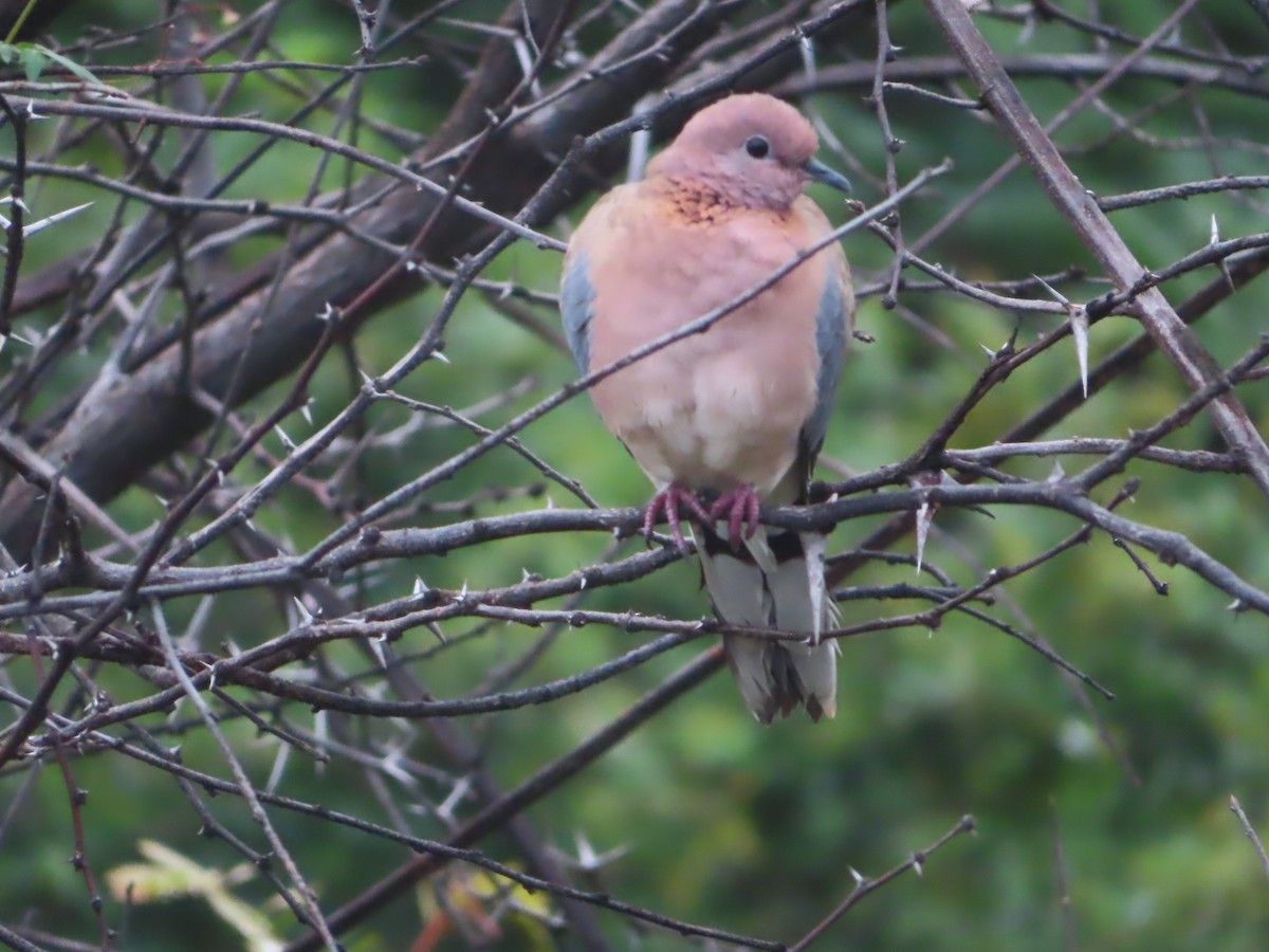 Laughing Dove - ML508022611