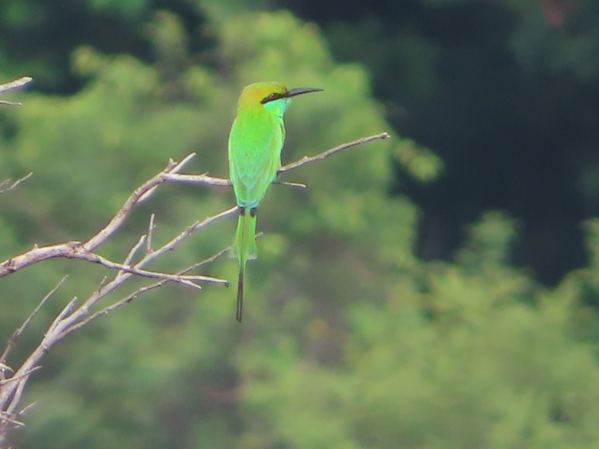 Asian Green Bee-eater - ML508023191