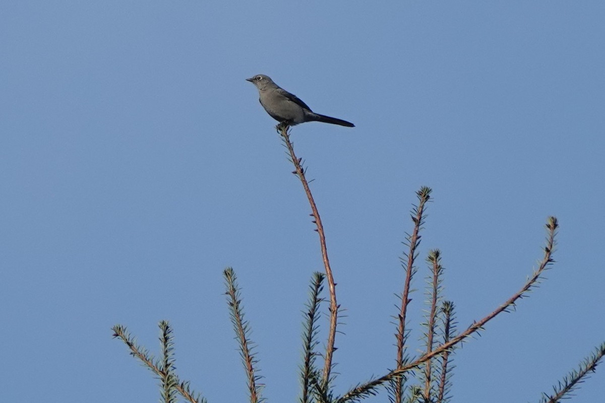 Townsend's Solitaire - ML508025441