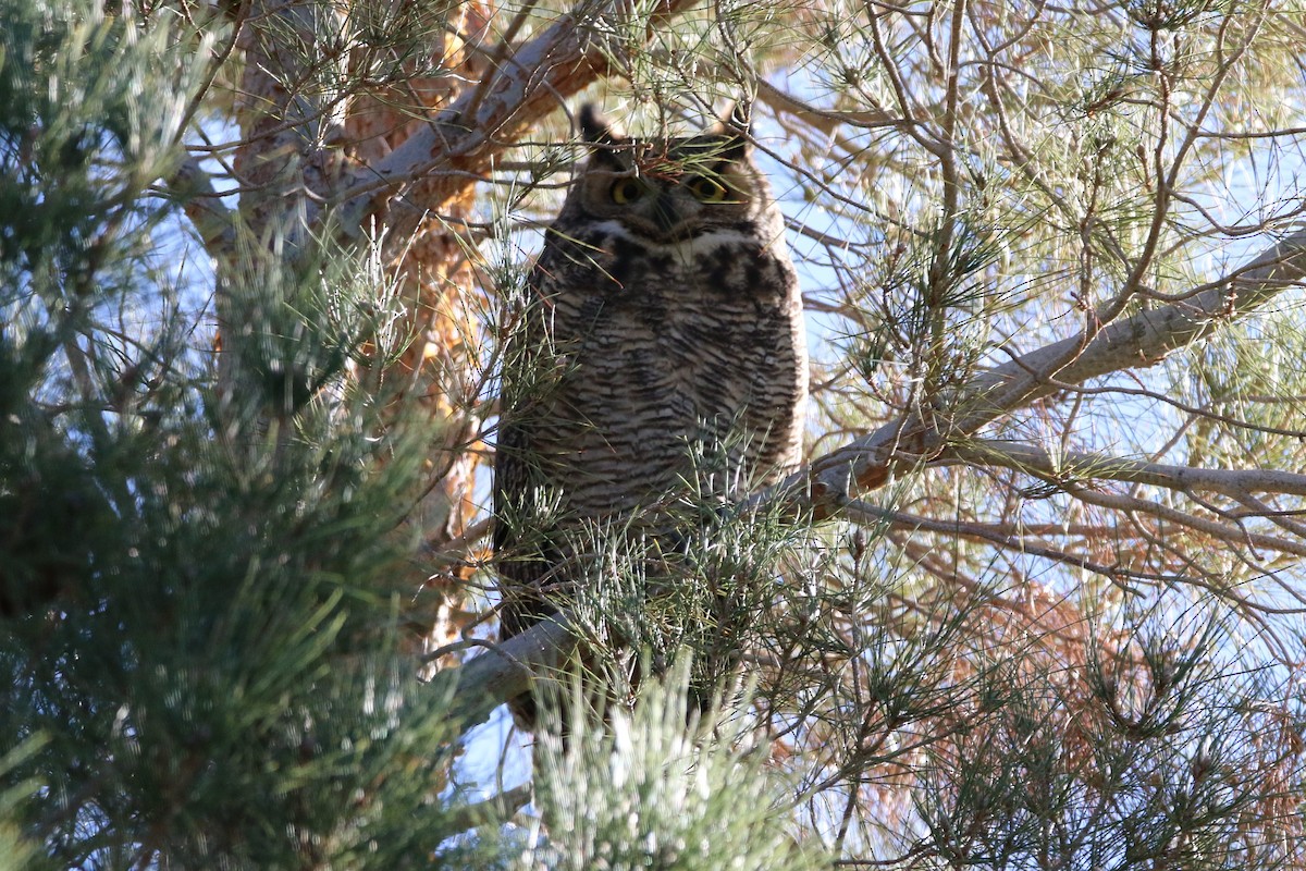 Great Horned Owl - ML508025941