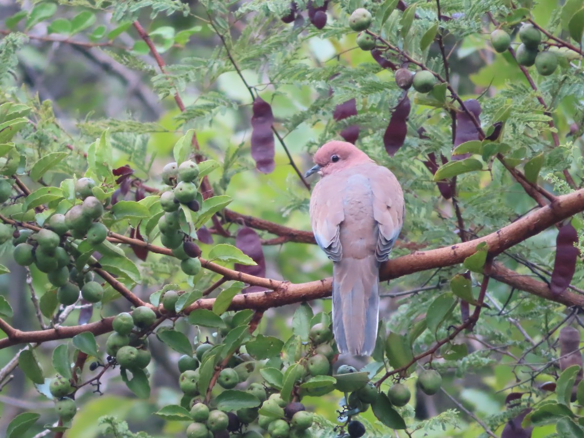 Laughing Dove - ML508027531