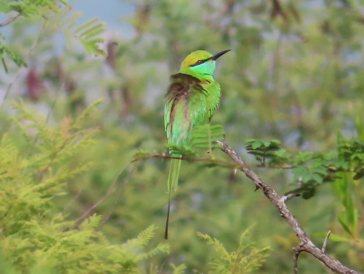 Asian Green Bee-eater - ML508029021
