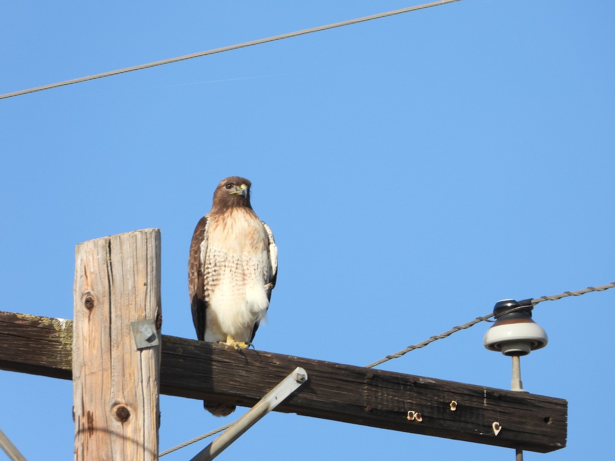 Red-tailed Hawk - ML508035171