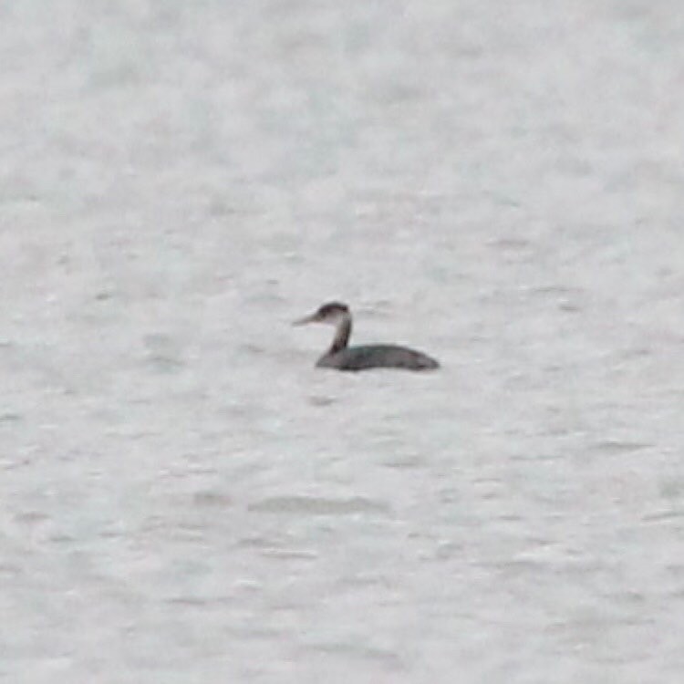 Red-necked Grebe - ML508036021