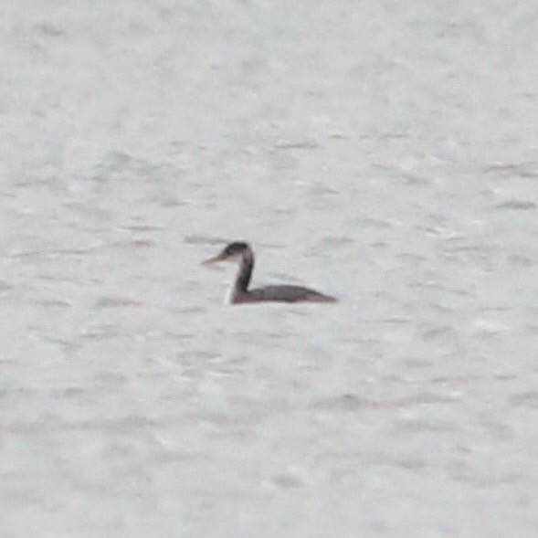 Red-necked Grebe - ML508036031