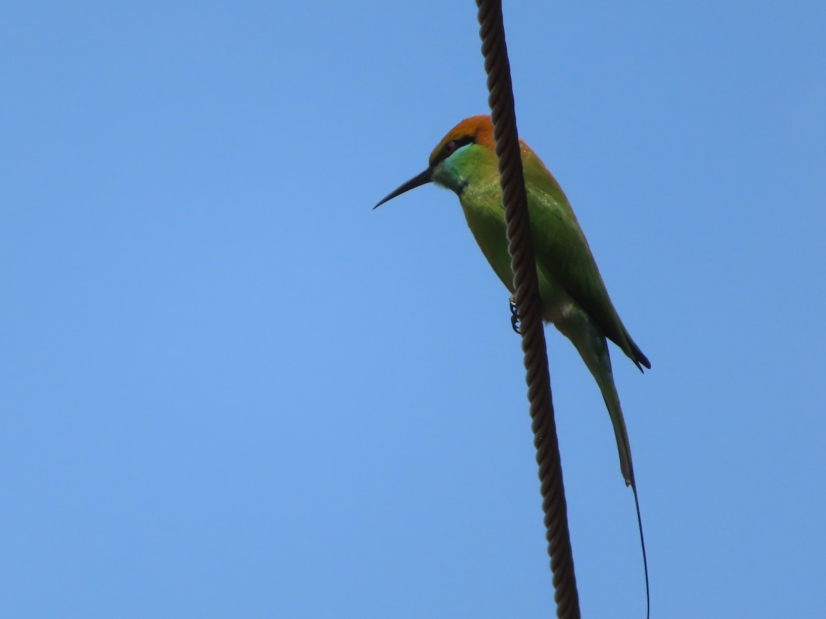 Asian Green Bee-eater - ML508036471