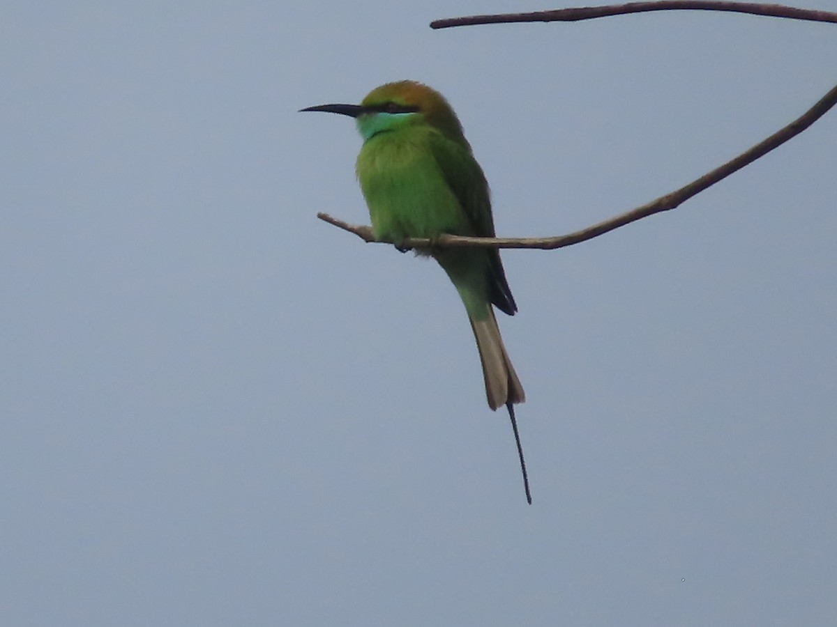 Asian Green Bee-eater - ML508036801