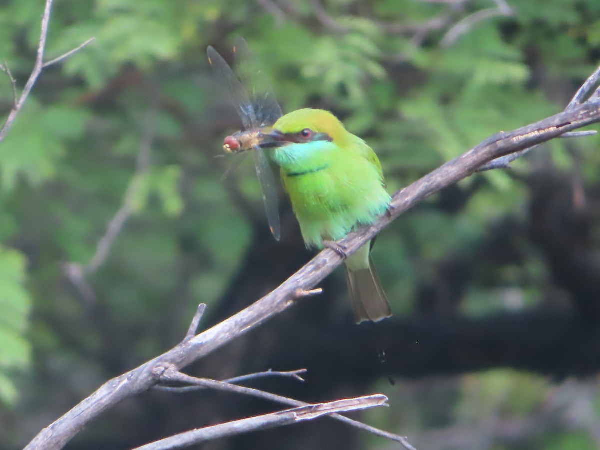 Asian Green Bee-eater - ML508037091
