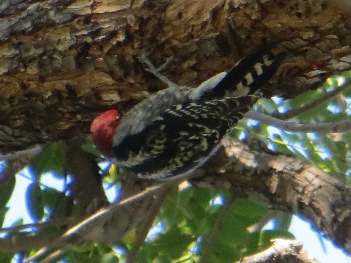 Red-breasted Sapsucker - ML508038171