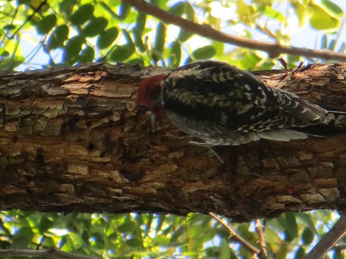 Red-breasted Sapsucker - ML508038181