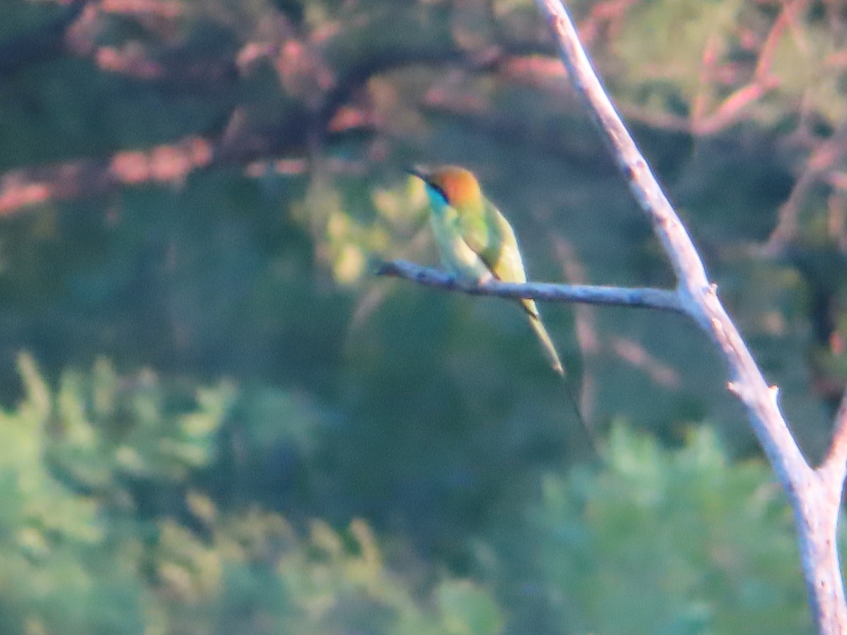 Asian Green Bee-eater - ML508038711
