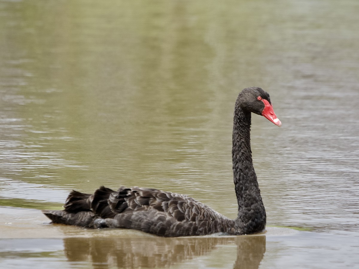 eBird Checklist - 28 Nov 2022 - Cliftleigh Meadows Park - 42 species