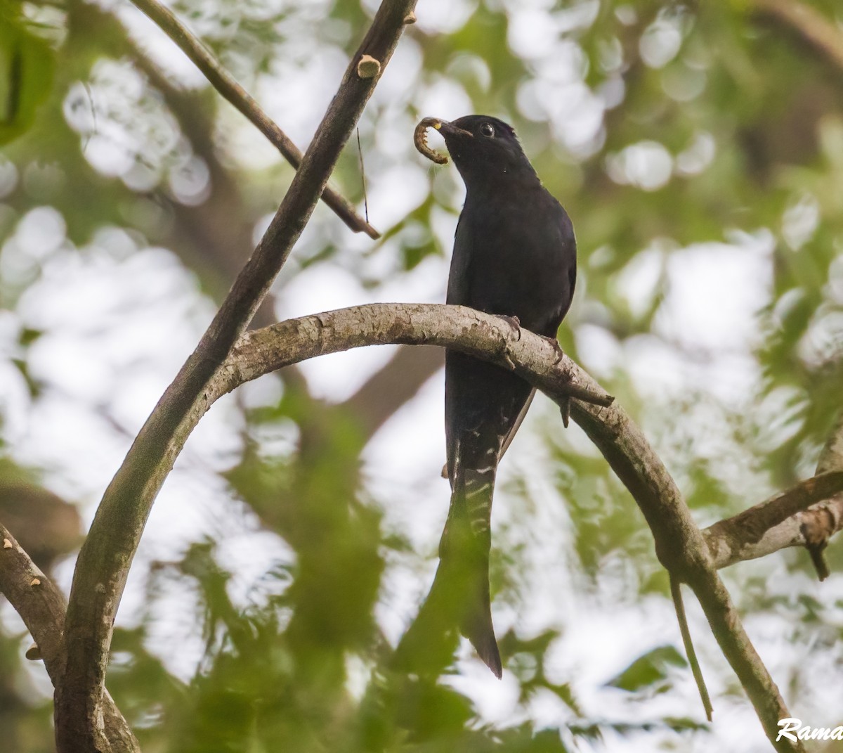 Fork-tailed Drongo-Cuckoo - Rama Neelamegam