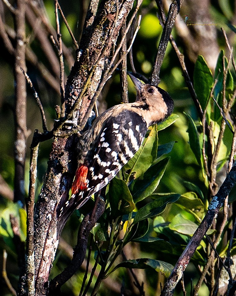 Fulvous-breasted Woodpecker - praveen Rao koli