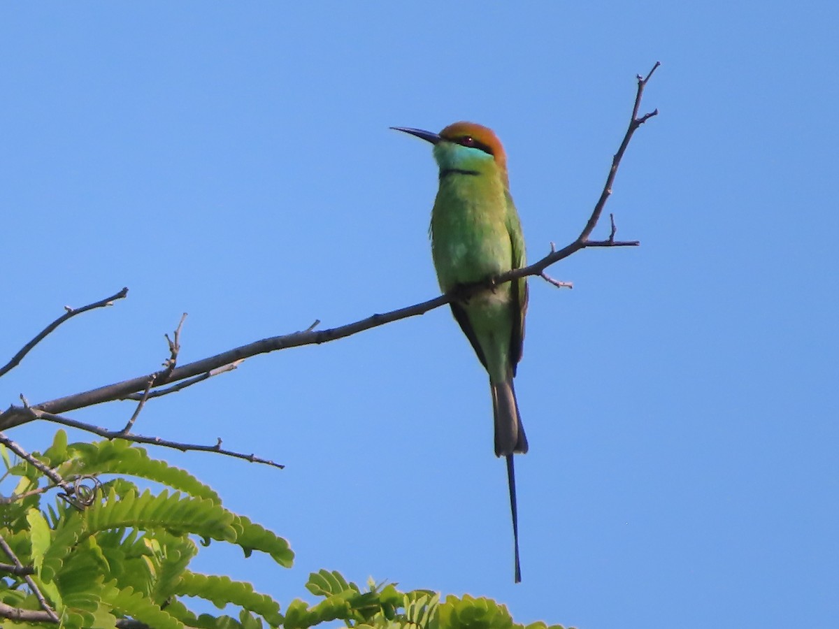 Asian Green Bee-eater - ML508043941