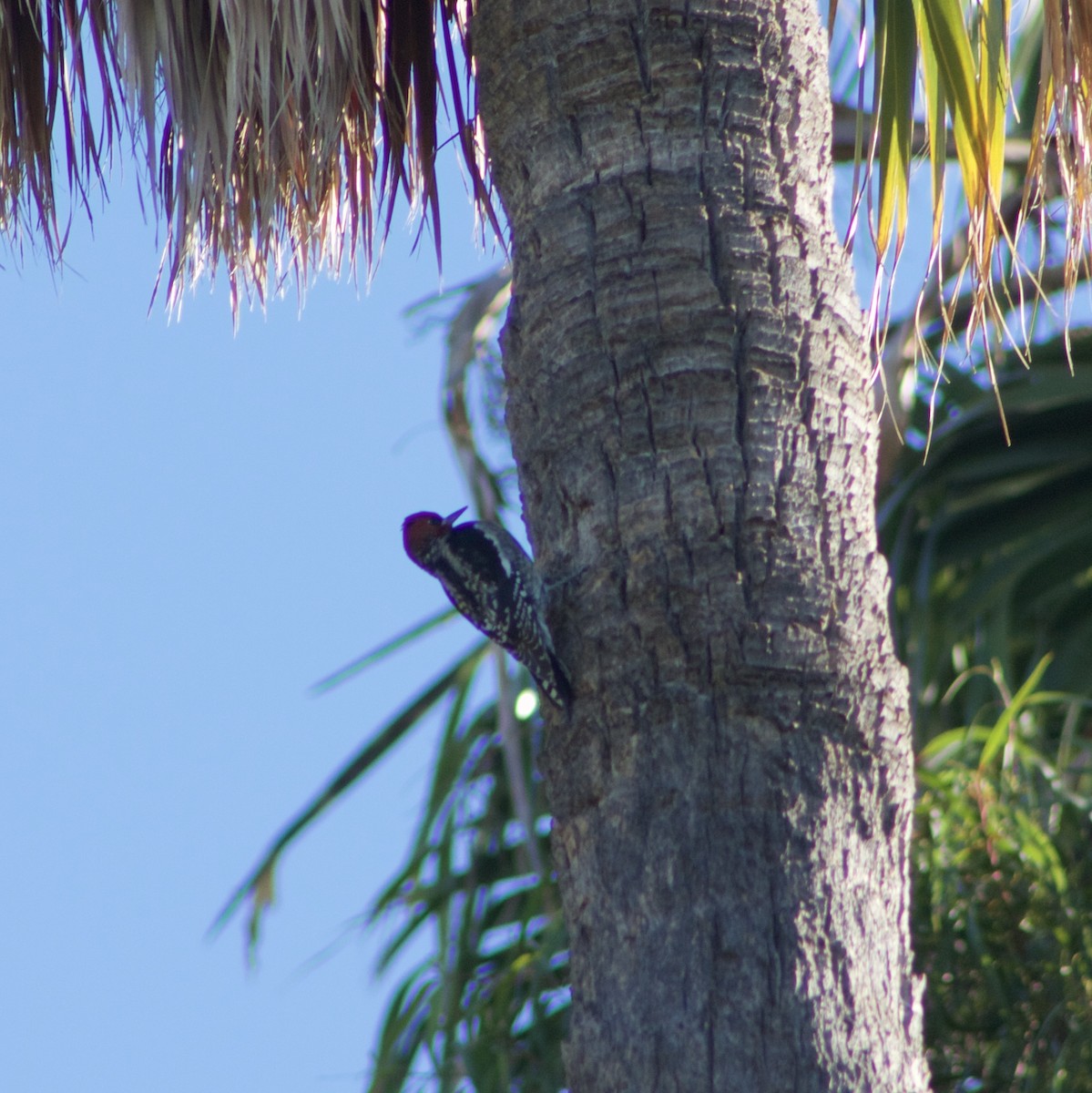 Red-breasted Sapsucker - ML508047401