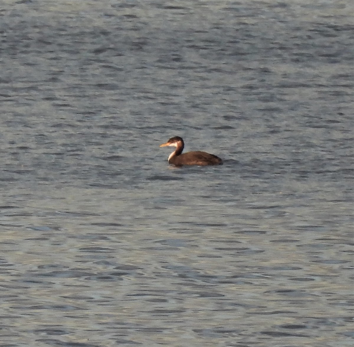 Red-necked Grebe - ML508047471