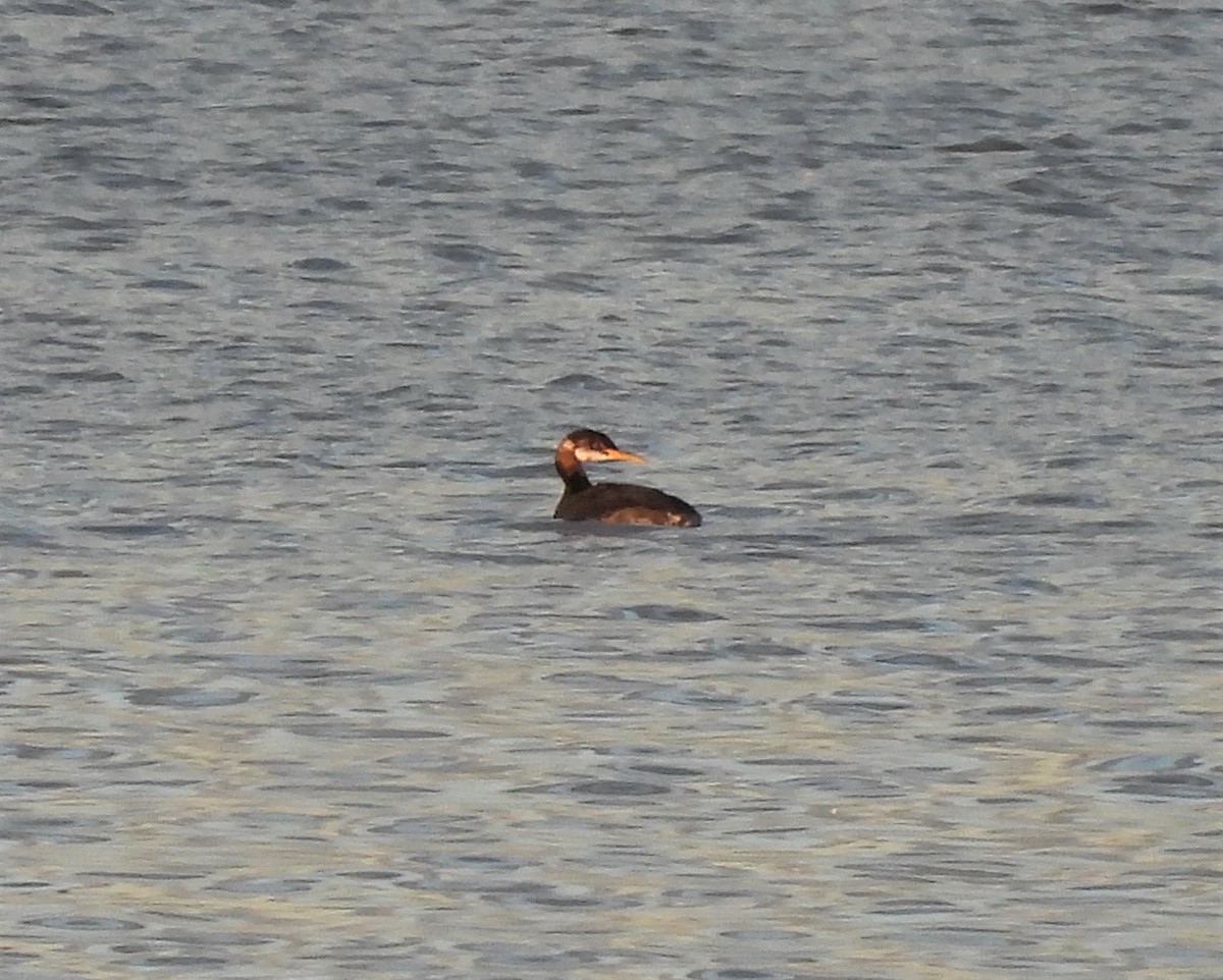 Red-necked Grebe - ML508047621