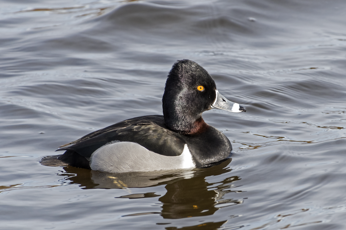 Ring-necked Duck - David Badke
