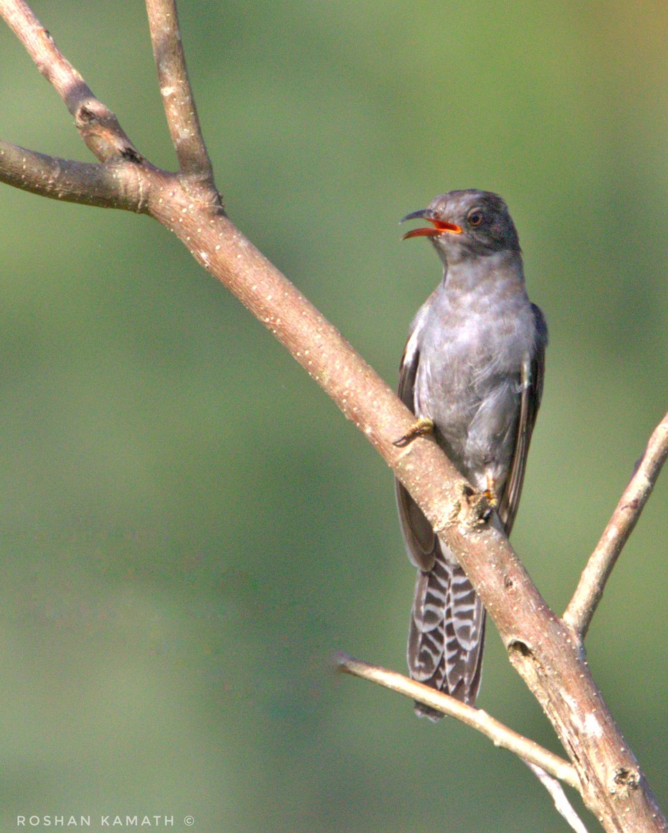 Gray-bellied Cuckoo - ML508055331