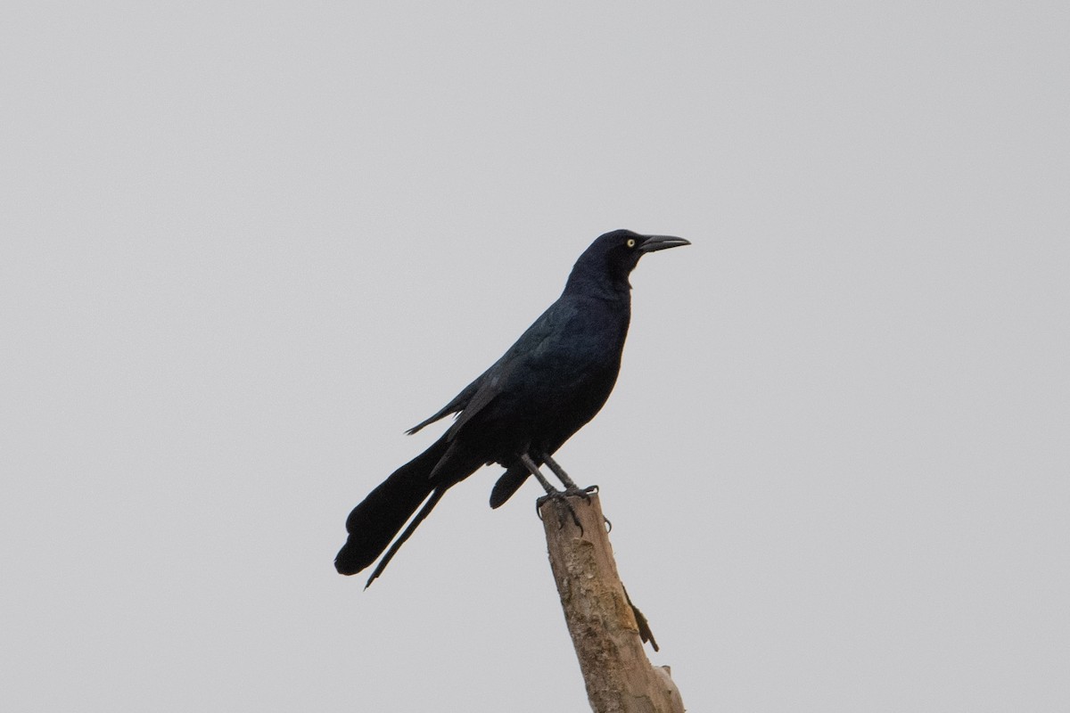Great-tailed Grackle - ML508056981