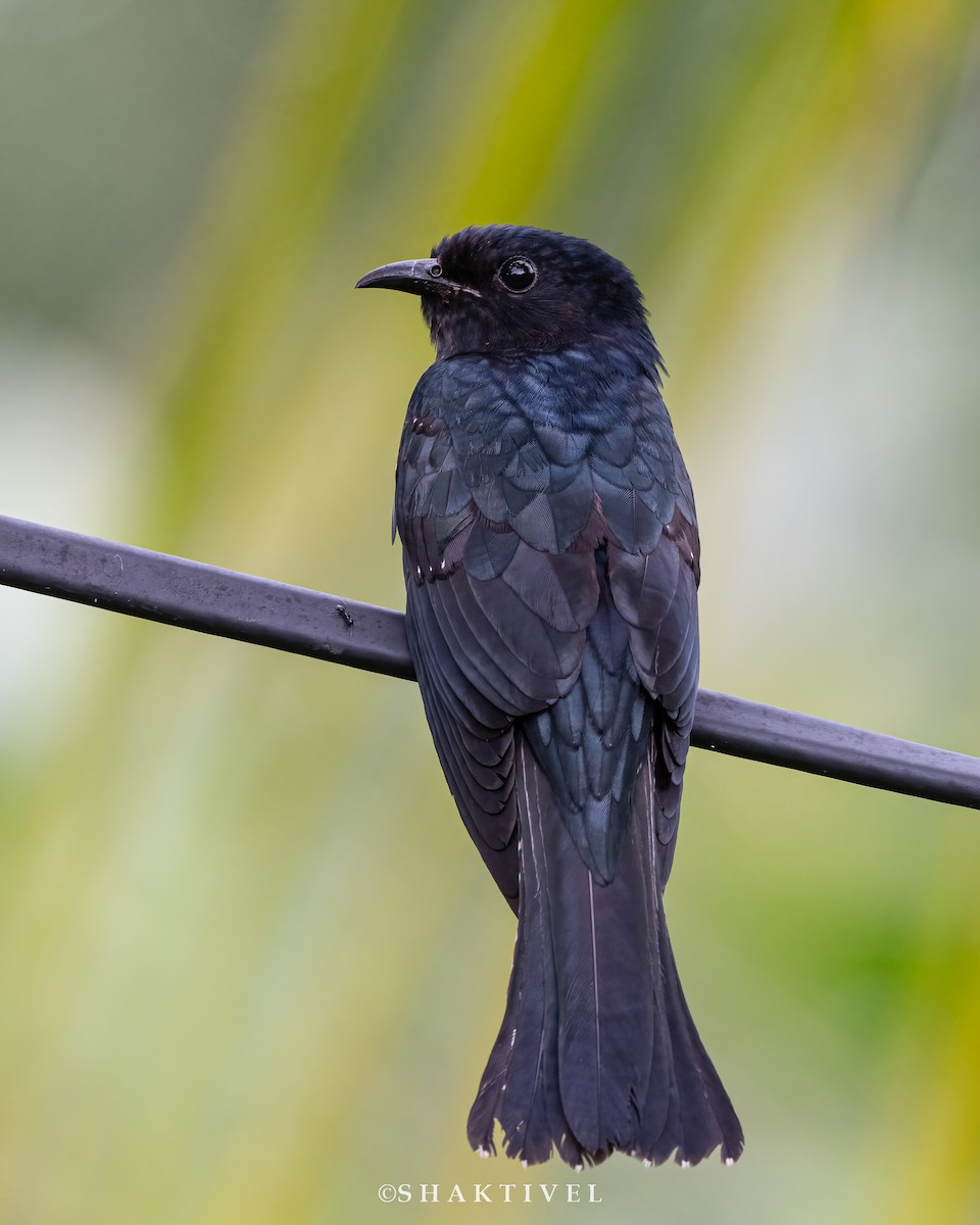 Square-tailed Drongo-Cuckoo - ML508057551