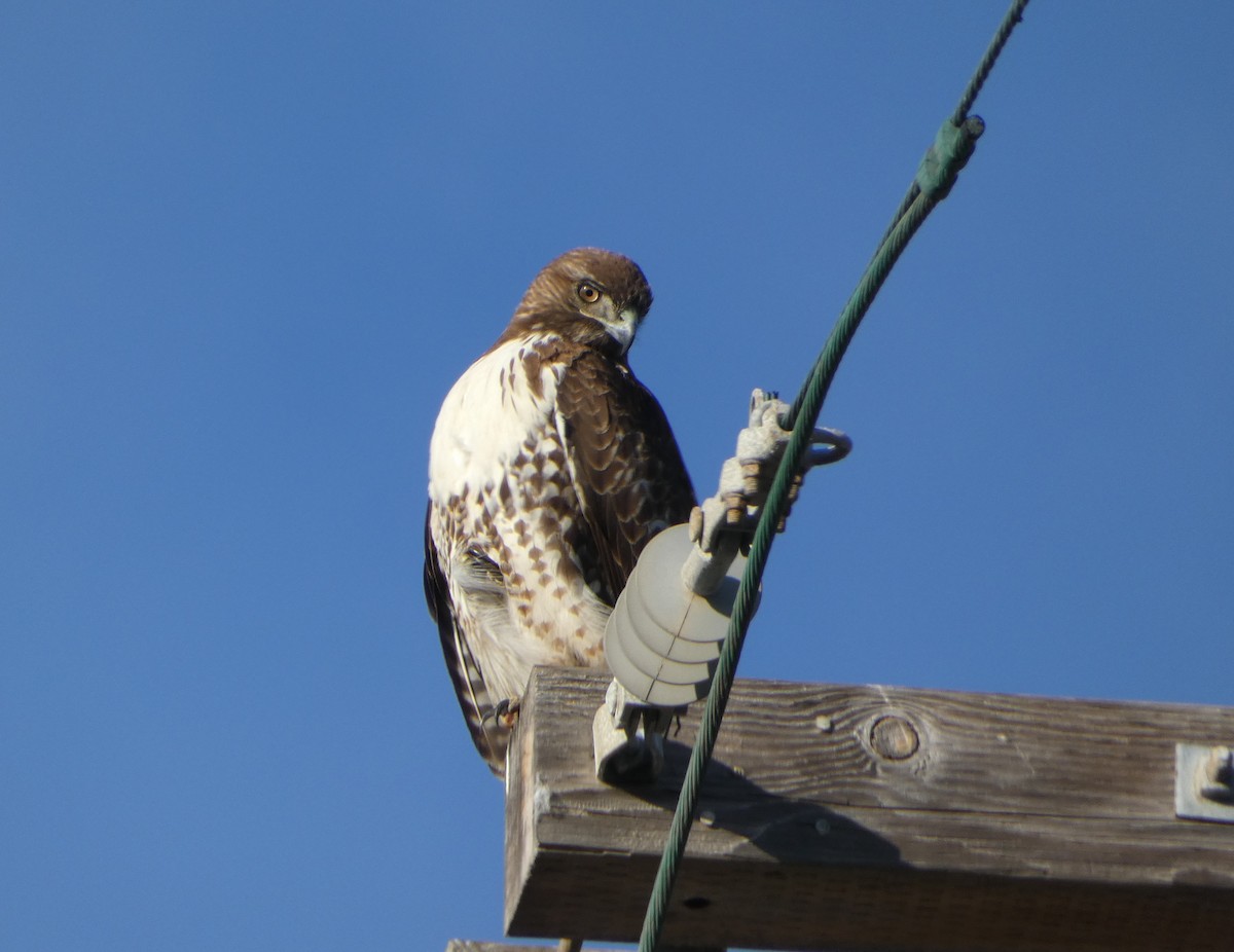 Red-tailed Hawk - ML508060541