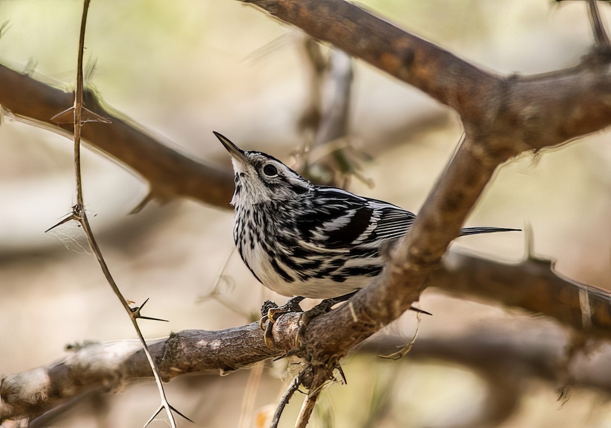Black-and-white Warbler - ML508061271