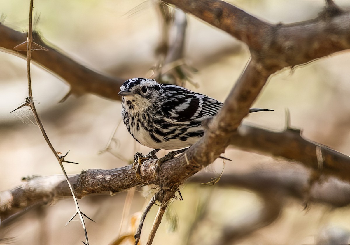 Black-and-white Warbler - ML508061281