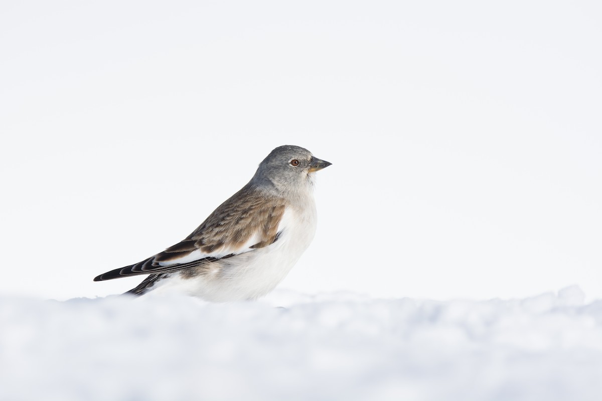 White-winged Snowfinch - Joe W