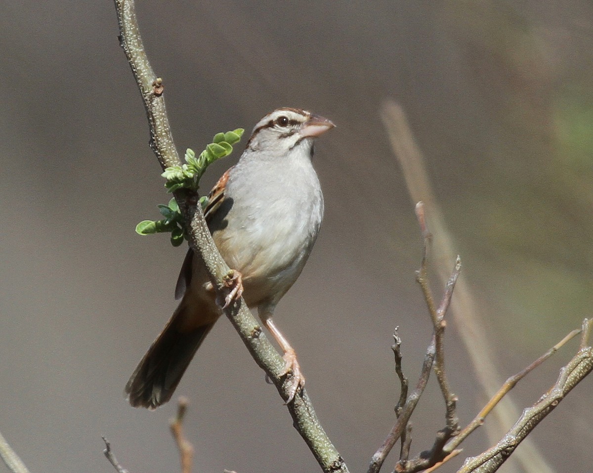 Cinnamon-tailed Sparrow - Matthew Grube