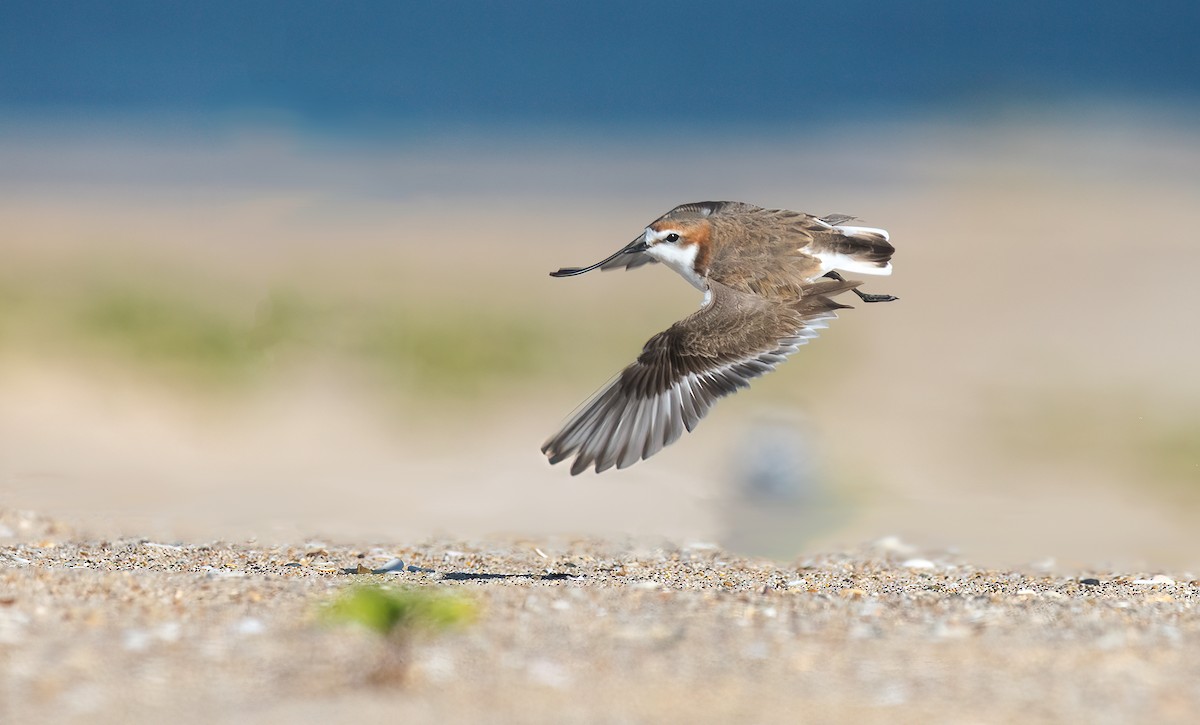 Red-capped Plover - ML508073281