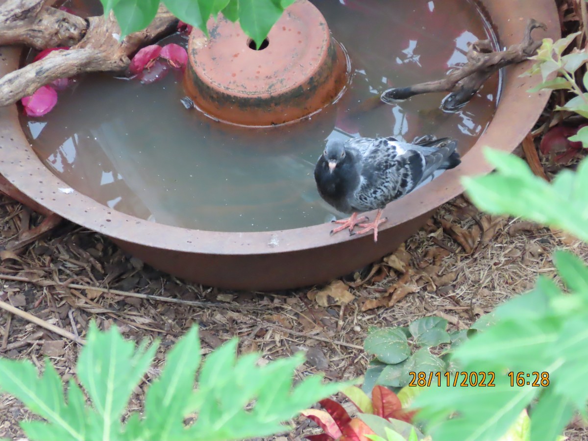 eBird Checklist 28 Nov 2022 Royal Harbour Cairns Esplanade. Birds