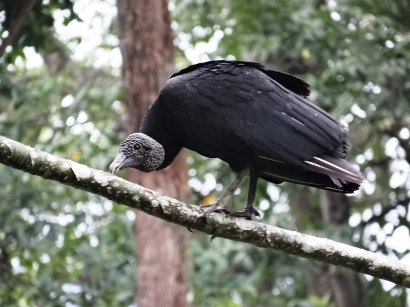 Black Vulture - Pablo Bedrossian