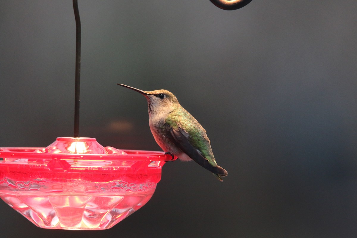 Anna's Hummingbird - Jeremy Dominguez