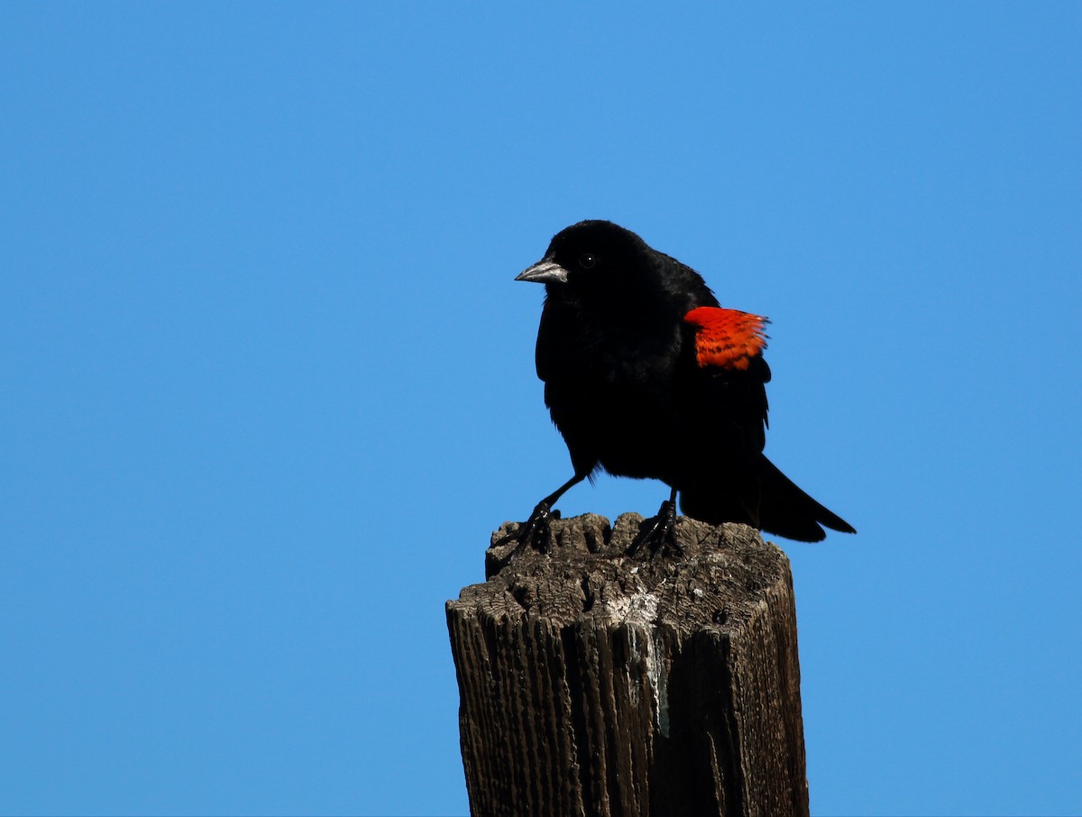 Red-winged Blackbird (California Bicolored) - ML50808701
