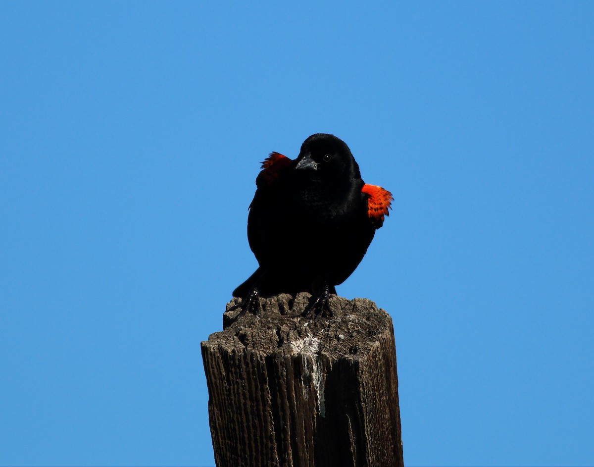 Red-winged Blackbird (California Bicolored) - ML50808711
